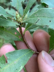 Rhododendron viscosum