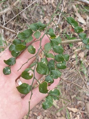 Capparis sarmentosa
