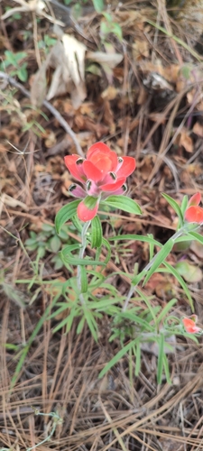 Image of Castilleja nervata by no rights reserved