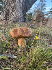 Suillus pseudobrevipes