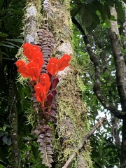 Columnea microphylla
