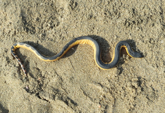 Hydrophis platurus