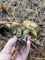 Suillus pseudobrevipes