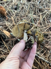 Suillus pseudobrevipes