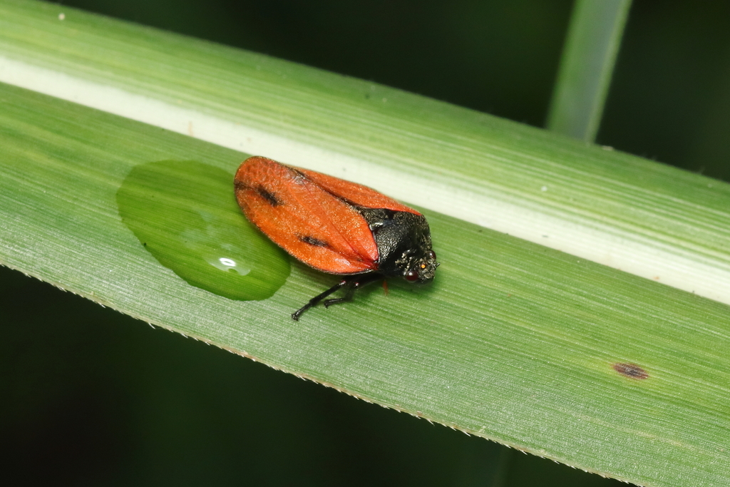Mahanarva paraguayana