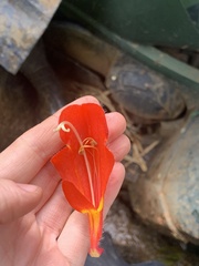 Columnea microphylla
