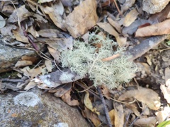 Teloschistes flavicans