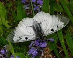 Parnassius mnemosyne