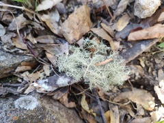 Teloschistes flavicans