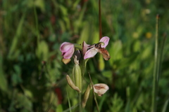 Ophrys tenthredinifera