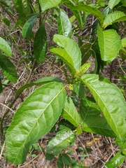 Clerodendrum floribundum