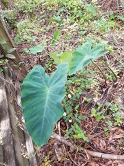 Xanthosoma sagittifolium