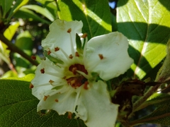 Crataegus mexicana