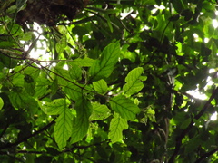 Gmelina leichhardtii