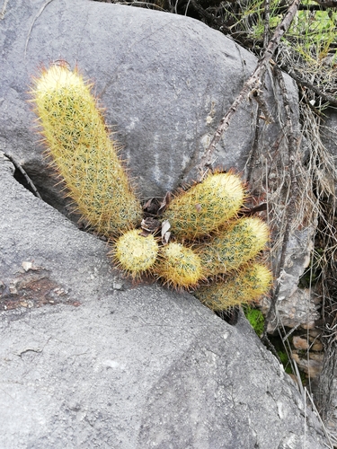 Mammillaria elongata