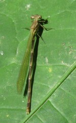 Argia medullaris