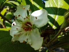Crataegus mexicana