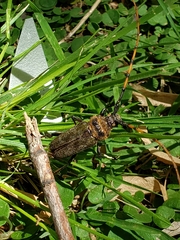 Retrachydes thoracicus