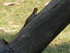 Trachylepis wahlbergii