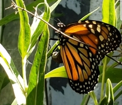 Danaus erippus