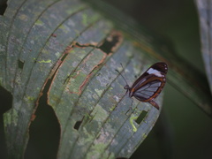 Dismorphia theucharila