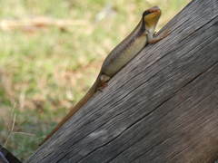 Trachylepis wahlbergii