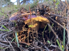 Russula xerampelina