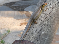 Trachylepis wahlbergii