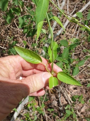 Secamone elliptica