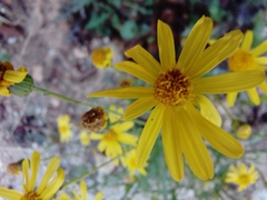 Senecio inaequidens
