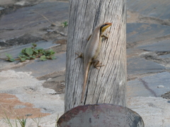 Trachylepis wahlbergii