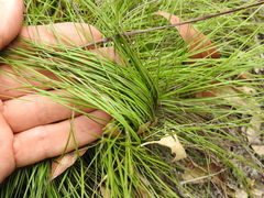 Lomandra laxa