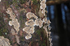 Stereum sanguinolentum