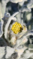 Baileya pauciradiata