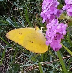Phoebis agarithe