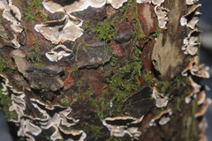 Stereum sanguinolentum