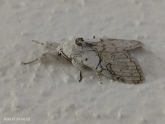 Calliteara horsfieldii