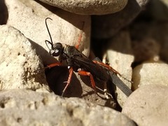 Episyron conterminus cressoni