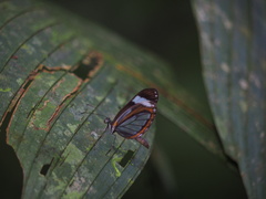 Dismorphia theucharila