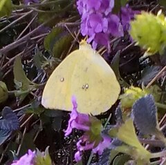 Phoebis agarithe