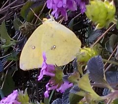 Phoebis agarithe