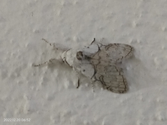 Calliteara horsfieldii