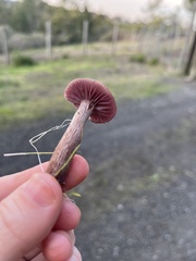 Laccaria amethysteo-occidentalis
