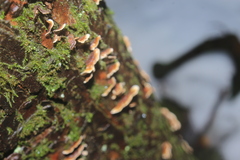 Stereum sanguinolentum