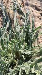 Baileya pauciradiata