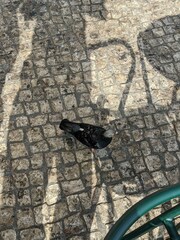 Columba livia domestica