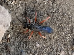 Episyron conterminus cressoni