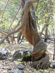 Derris scandens