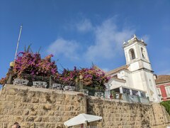 Bougainvillea glabra
