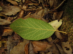 Gmelina leichhardtii